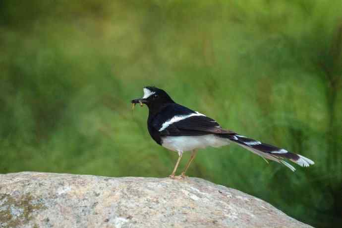 洋县朝圣鈥斺斢葡锌炖值陌锥钛辔拆