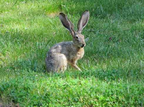 动物世界:山寨还是原创之十 动物世界:山寨还是原创之十