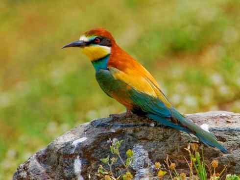 绝色攀禽：佛法僧目之蜂虎3