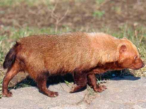 绝色攀禽：佛法僧目之翠鴗