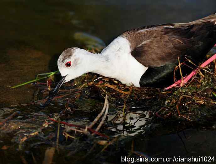 美丽优雅黑翅长脚鹬,就要当爸爸妈妈了