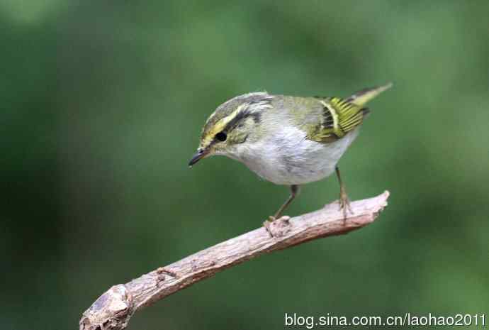 双斑绿柳莺和黄腰柳莺 双斑绿柳莺和黄腰柳莺