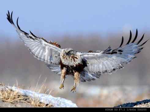 [组图]毛脚鵟的爪子