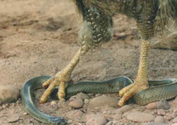吃蛇的鸟——蛇雕