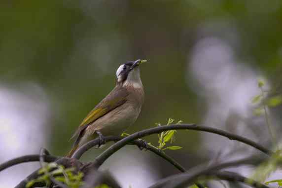 文殊院的白头鹎