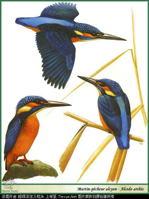 手绘画第5辑——猛禽和啄木鸟