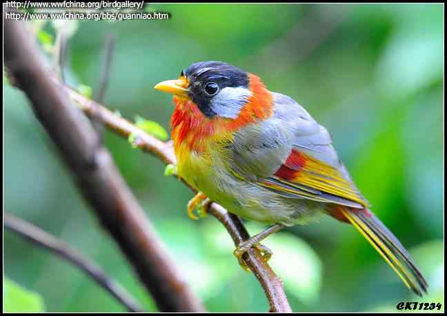 鸟与史料——相思鸟