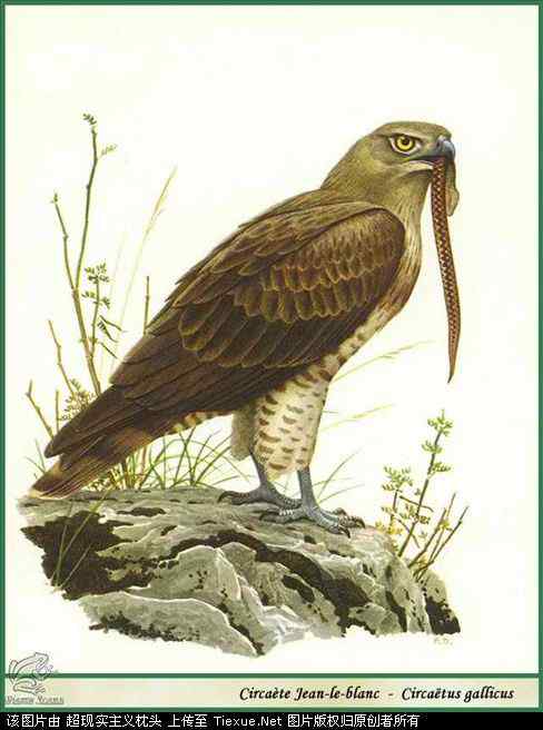 手绘画第5辑——猛禽和啄木鸟