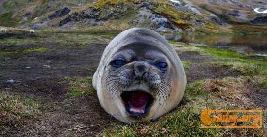 [组图]沃尔夫(Wolfe)动物摄影艺术精选