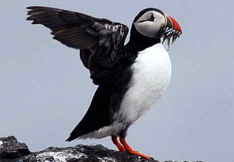 北海有鸟，其名海鹦，容颜绝丽，数量堪虞