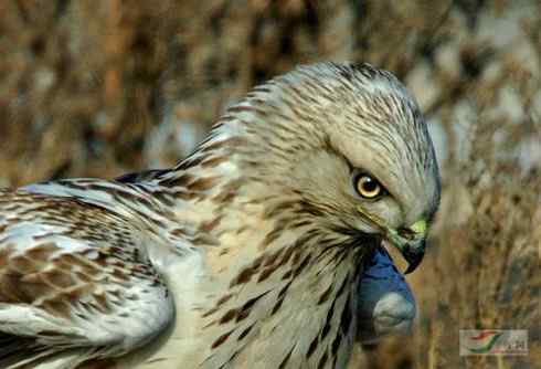 捕鼠的猛禽——看看他们的嘴