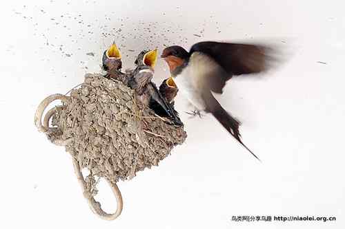95张鸟儿嬉戏精品图集