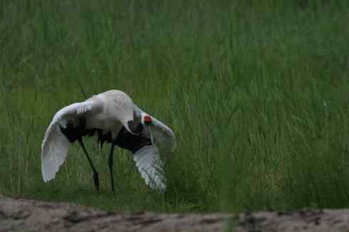 一组丹顶鹤摄影