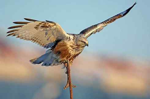 2008，鵟野之冬电视连续剧