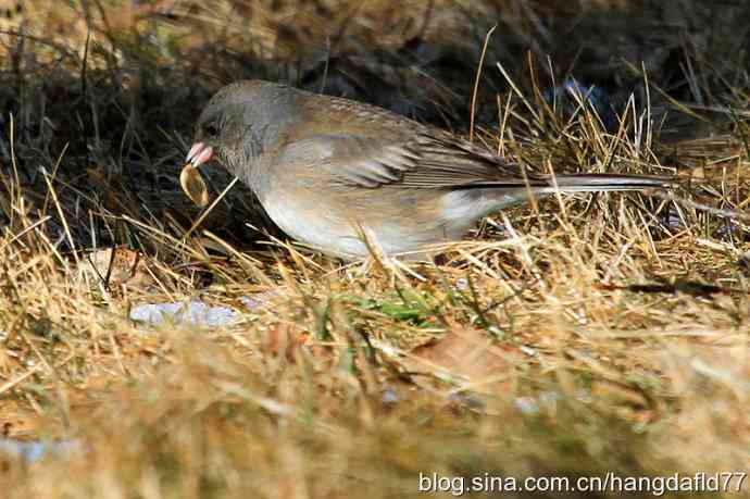 灰蓝色灯心草雀