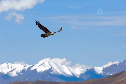 胡兀鹫的家园——青藏高原