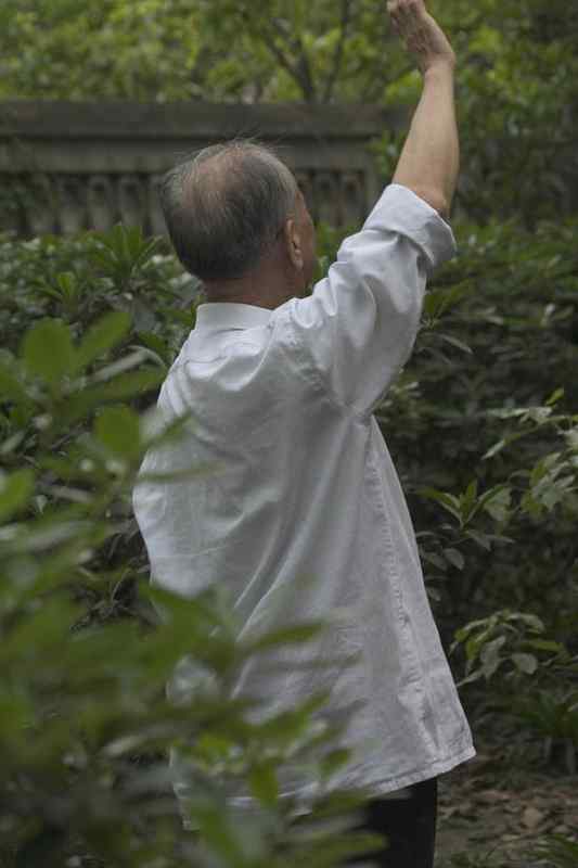 文殊院的白头鹎