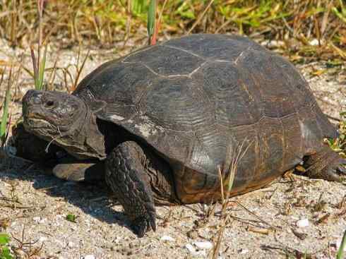 玄武：传说的兽原型探秘（象龟）