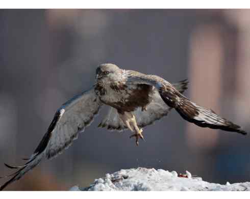 鵟的百变羽色——铁灰型