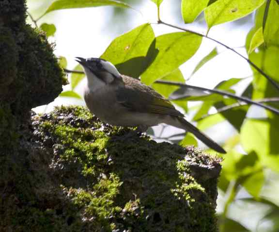 文殊院鸟儿快乐饮水