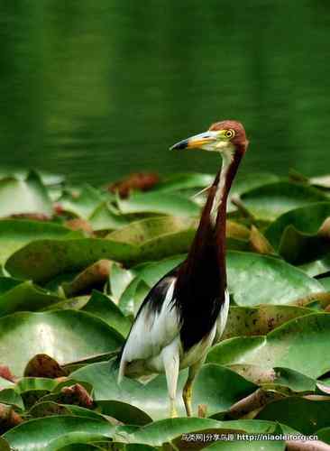 95张鸟儿嬉戏精品图集