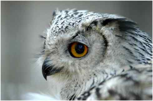 捕鼠的猛禽——看看他们的嘴