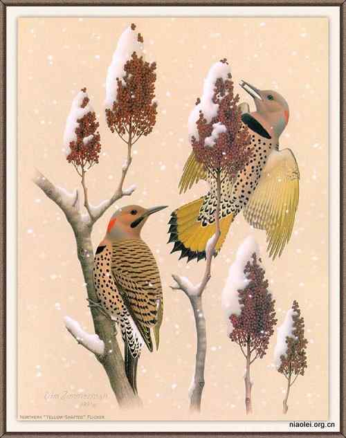 手绘画第6辑——美丽啄木鸟