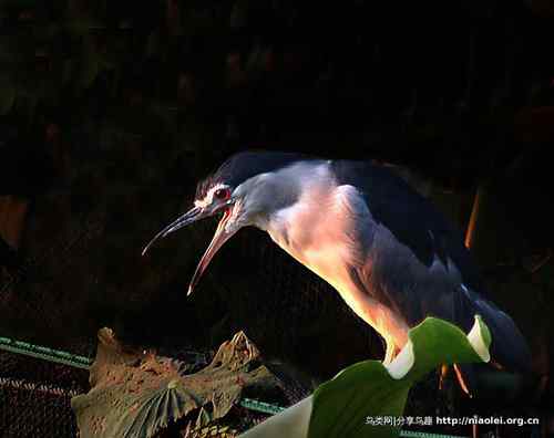 95张鸟儿嬉戏精品图集