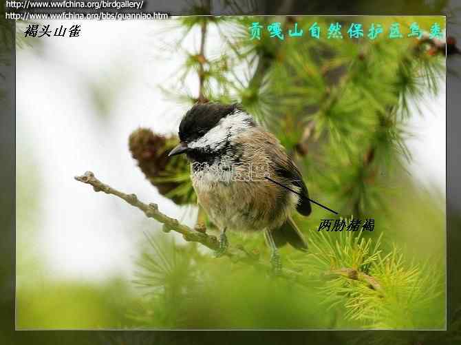 鸟类识别:沼泽山雀和褐头山雀