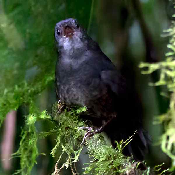 纳里尼奥窜鸟 Nariño Tapaculo 纳里尼奥窜鸟 Nariño Tapaculo