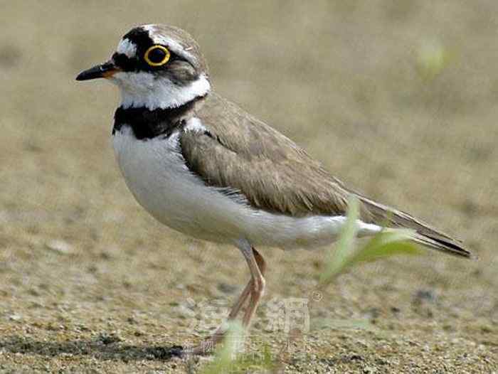 世界著名鸟类——水鸟
