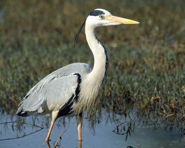 鸟鸟的智慧——让你大开眼界（之三 我们苍家鸟鸟的钓鱼之道）
