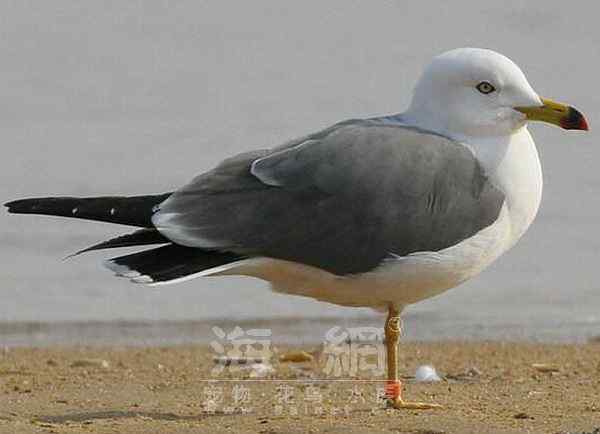 世界著名鸟类——海鸥