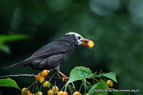 95张鸟儿嬉戏精品图集