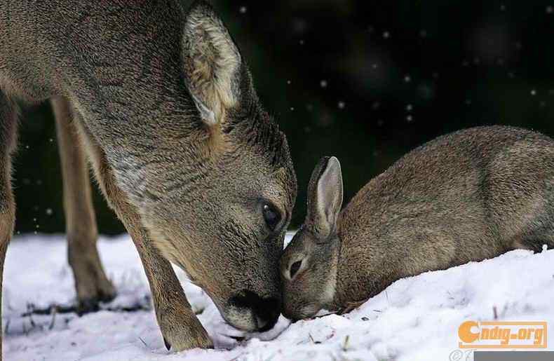 [组图]鹿和兔子的故事