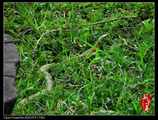 鸡冠蛇——虎斑颈槽蛇