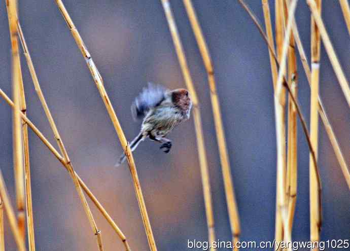 棕头鸦雀(3) 棕头鸦雀(3)