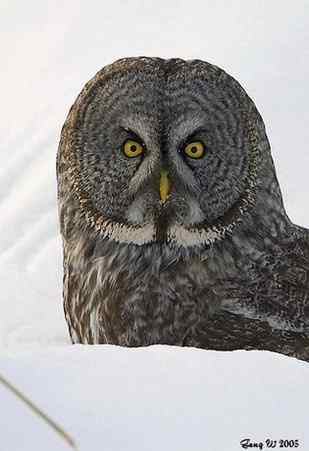 猫头鹰乌林鸮的”雷达系统” 猫头鹰乌林鸮的”雷达系统”