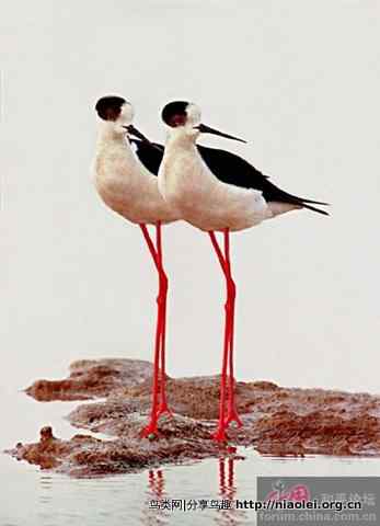 辽宁湿地鸟王李海杰鸟类摄影作品欣赏 辽宁湿地鸟王李海杰鸟类摄影作品欣赏