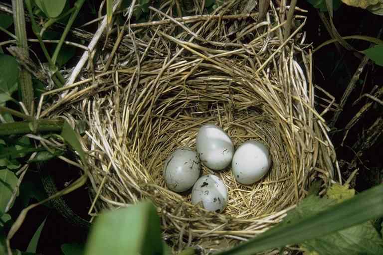 鸟巢幼鸟写真第1辑