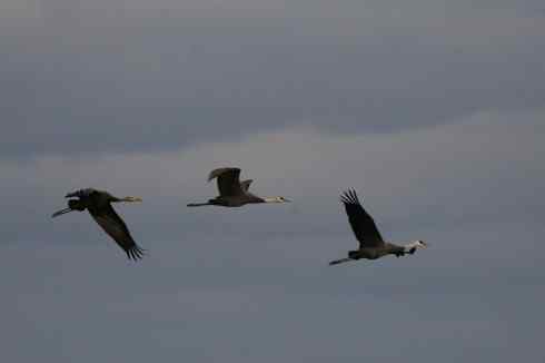 [组图]迁徙中的白头鹤