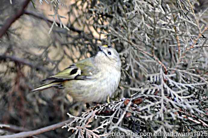 柏树丛中的戴菊 wbr3
