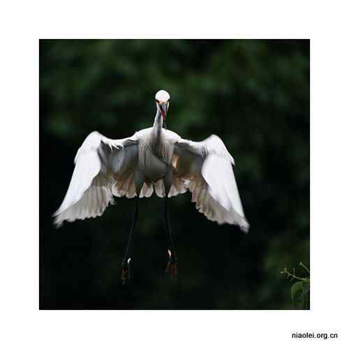 白鹭·幼鸟·摄影