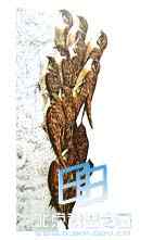 鸟类到底睡不睡觉？