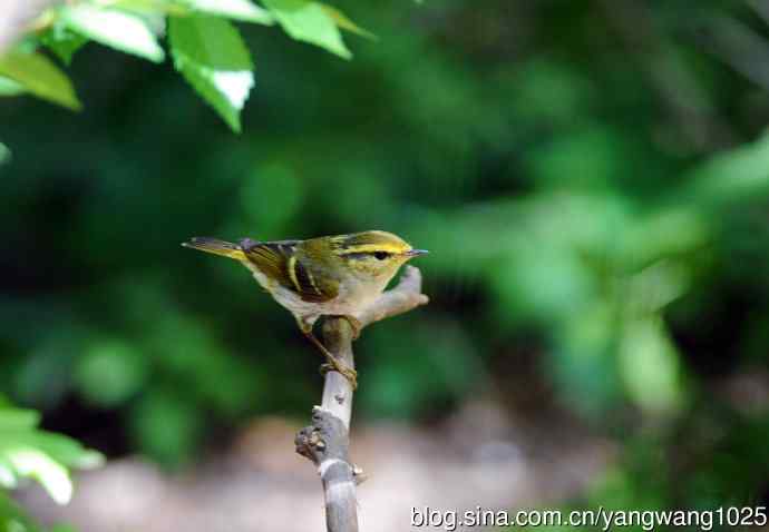 黄腰柳莺（6）