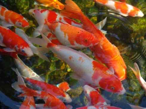 龙：传说的兽原型探秘（鲤鱼）