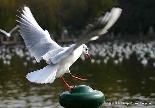 95张鸟儿嬉戏精品图集