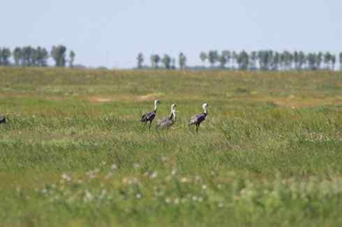[组图]迁徙中的白头鹤