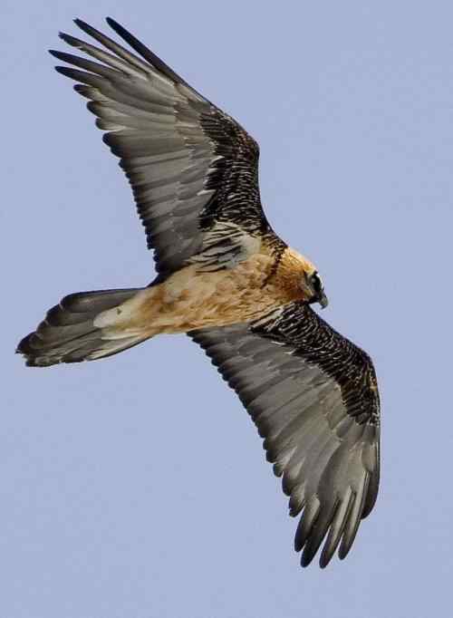 胡兀鹫: 长羽毛的鲨鱼