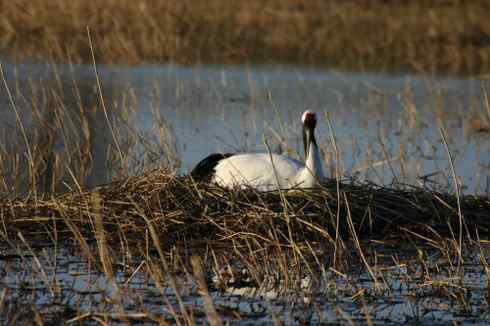 [组图]丹顶鹤妈妈